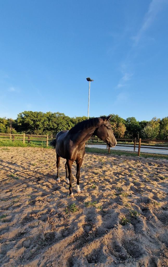 4,5 jarige ruin moet weg, Dieren en Toebehoren, Paarden, Ruin, Onbeleerd, 165 tot 170 cm, 3 tot 6 jaar, Dressuurpaard, Met stamboom