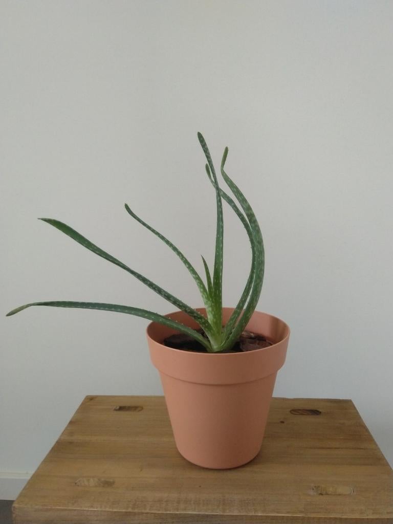 Zalmkleurige plastic bloempot met een Aloë Vera plant., Ophalen, Halfschaduw, Minder dan 100 cm