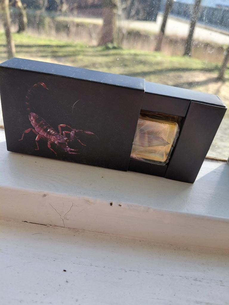 Schelp decoratie in harsblok met schorpioen doos, Verzamelen, Ophalen of Verzenden, Nieuw