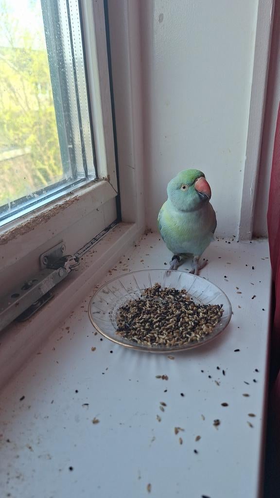 Mooie dwrtgpapegaai, Ophalen of Verzenden, Vee