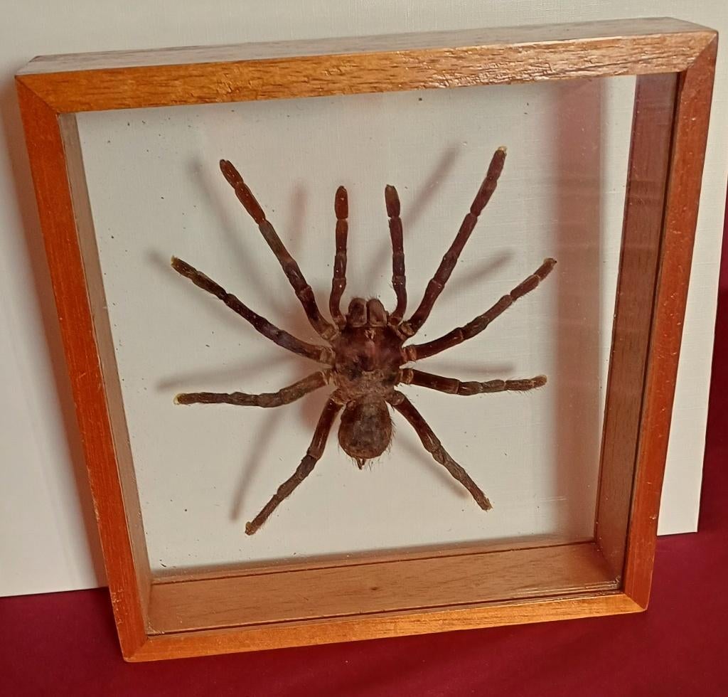 vogelspin 22 x 22 cm, Dieren en Toebehoren, Insecten en Spinnen, Spin of Schorpioen