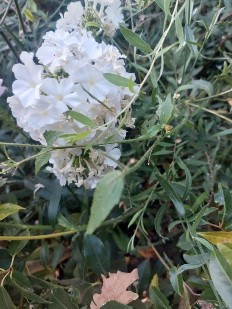 Phlox paniculata wit, Volle zon, Vaste plant, Lente, Ophalen