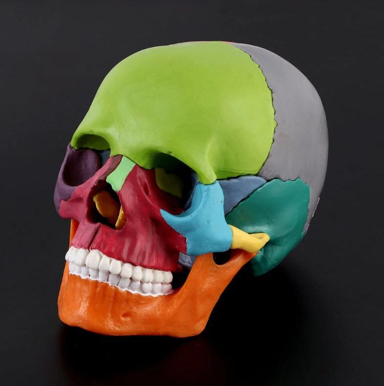 Menselijke Schedel Anatomie Model Gekleurd Doodskop Medisch, Diversen, Verzenden, Nieuw