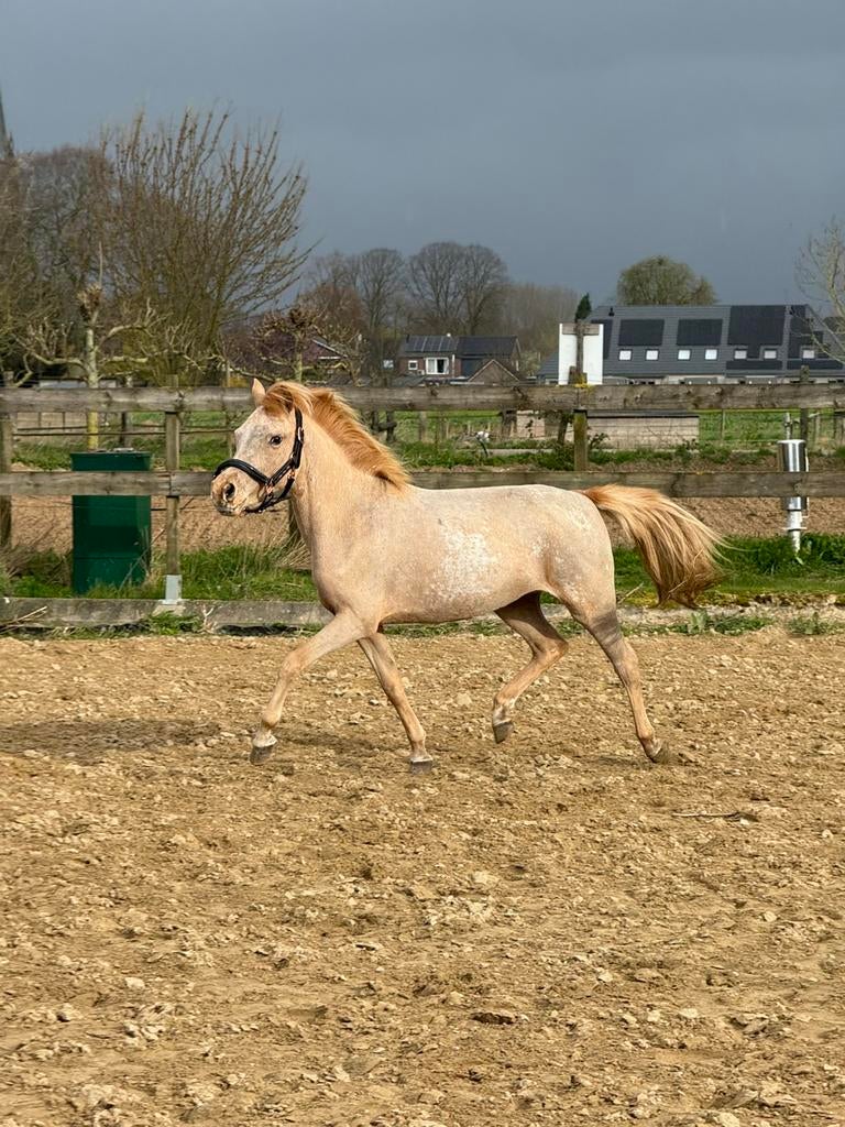 Aparte en mooie 3 jarige b pony appaloosa, Merrie, Onbeleerd, B pony (1.17m tot 1.27m), 3 tot 6 jaar