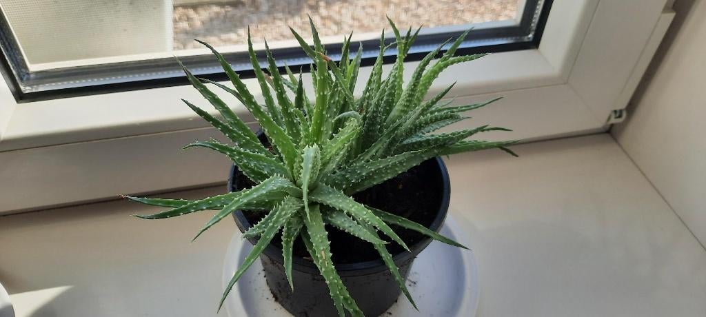 Gratis kamerplantjes Kalanchoe en Aloe., Ophalen, Volle zon, Minder dan 100 cm