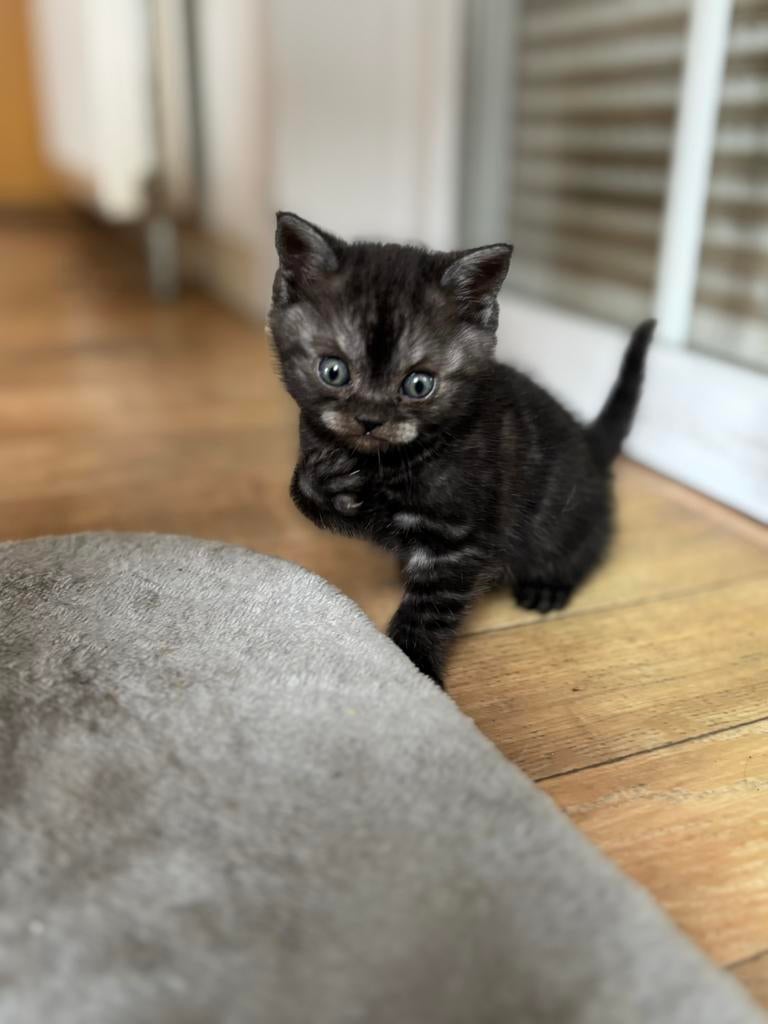 Briste korthaar kittens, Dieren en Toebehoren, Katten en Kittens | Overige Katten, Meerdere dieren