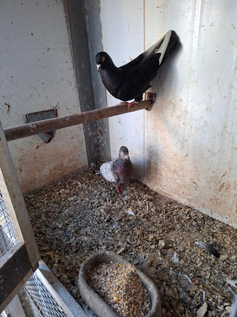 Koppel sierduiven, Dieren en Toebehoren, Meerdere dieren, Overige soorten