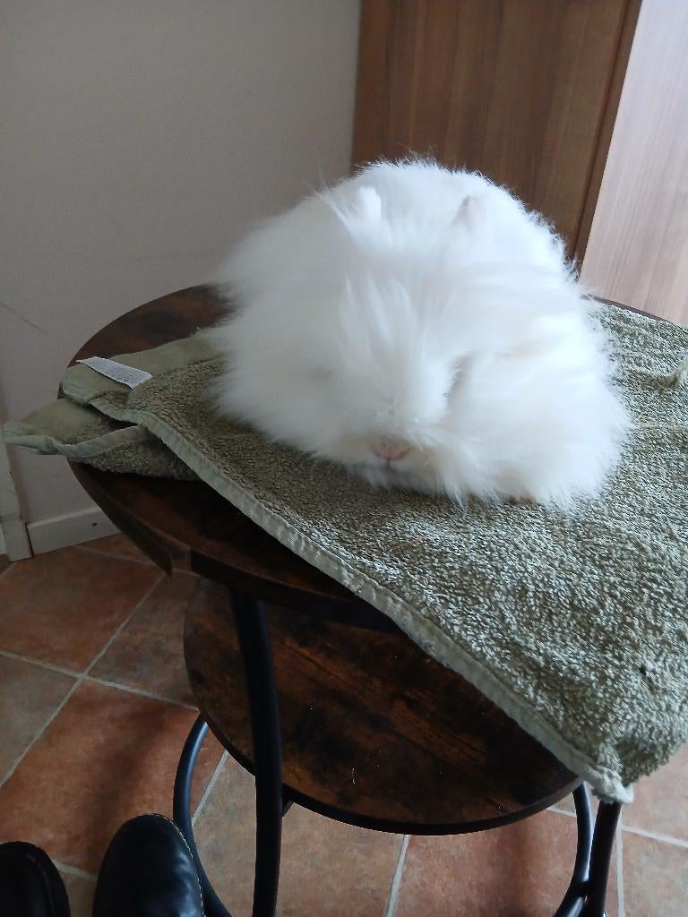 Teddy dwerg voedster, Dieren en Toebehoren, Konijnen, Vrouwelijk, Dwerg, 0 tot 2 jaar