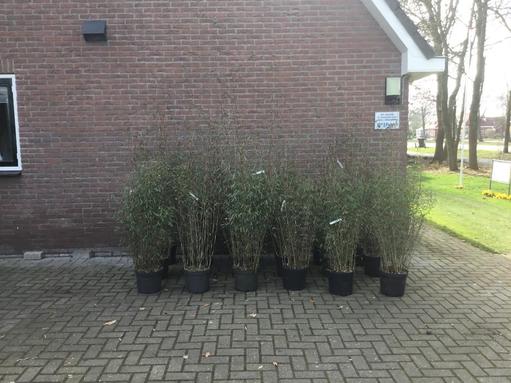 Fargesia Jiuzhaigou 8, niet woekerende bamboe!!!, Ophalen, Bamboe, Haag, 250 cm of meer