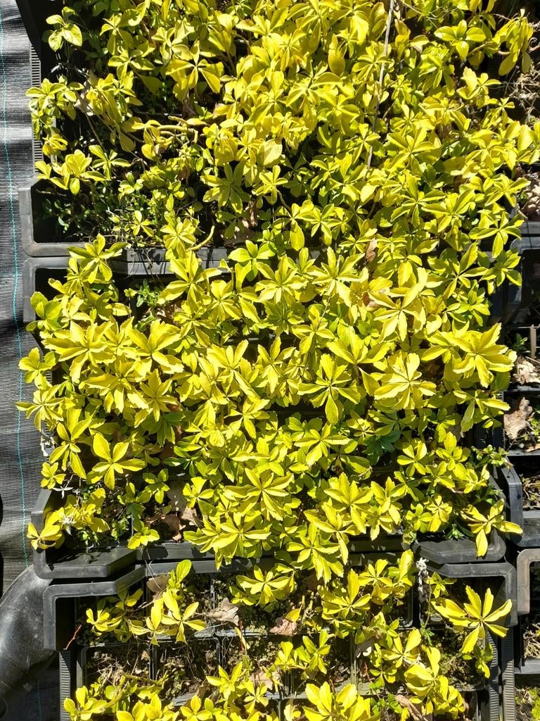 Pachysandra bodembedekker, Ophalen of Verzenden