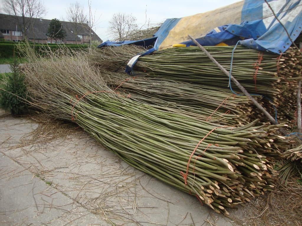 Wilgentenen., Ophalen, 200 cm of meer, Nieuw, 200 cm of meer