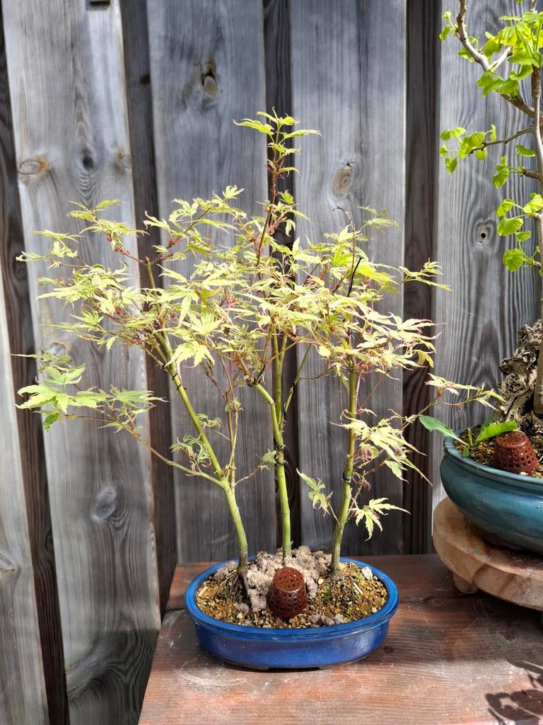 Acer palmatum "butterfly" bonsai, Bloeit niet, Halfschaduw, Minder dan 100 cm, Overige soorten