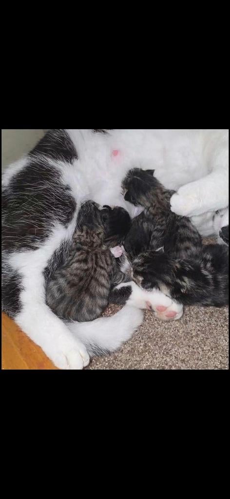 5 mooie lieve cyperse kittens, Dieren en Toebehoren