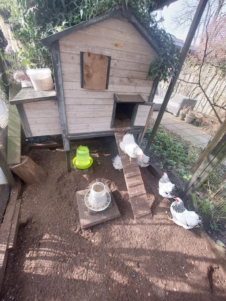 Kippen + hok en toebehoren, Ophalen, Kippenhok of Kippenren