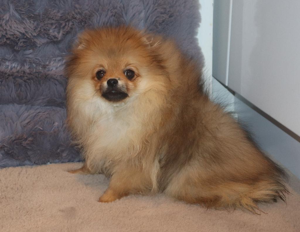 Mini Pomeriaan/Pomeranian Teefje aanwezig in Nedrland, Dieren en Toebehoren, Keeshond, 15 weken tot 1 jaar, Buitenland, Teef