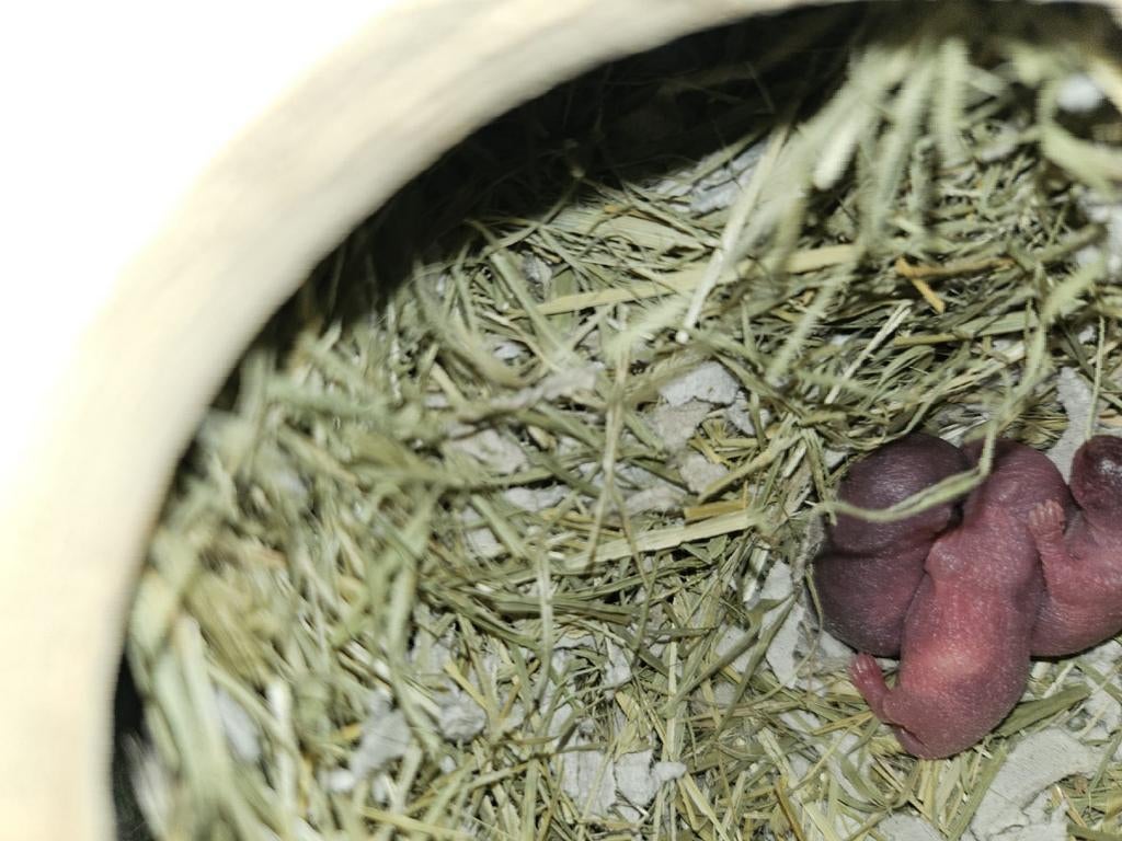 3 gerbils !moeten weg!, Januari, Meerdere dieren, Overige typen, Tam