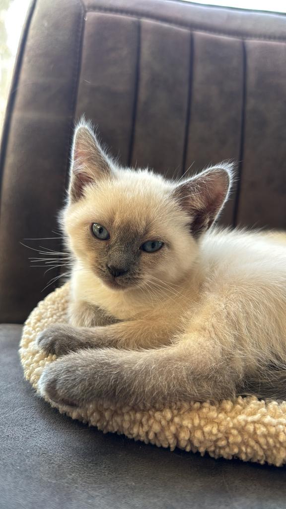 Nog 1 kitten beschikbaar! Ragdoll - Siamees kittens, Meerdere dieren, 0 tot 2 jaar