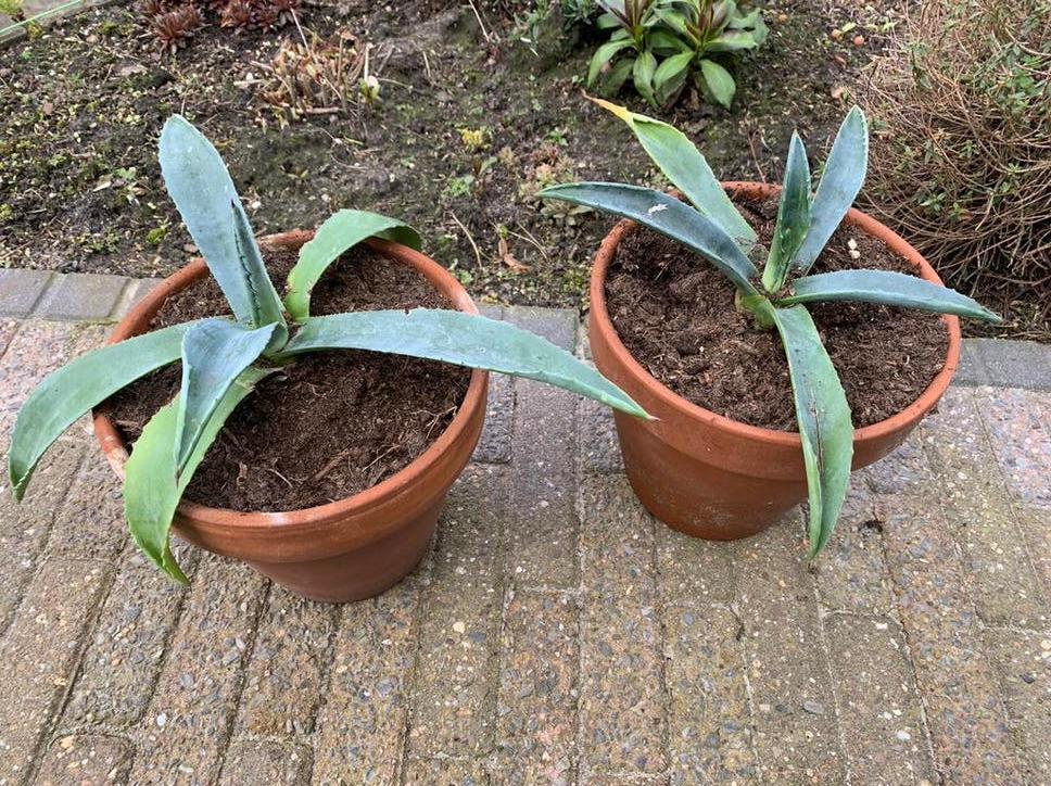 Agave, per stuk € 5,00, Ophalen, Bloeit niet, Overige soorten, Volle zon