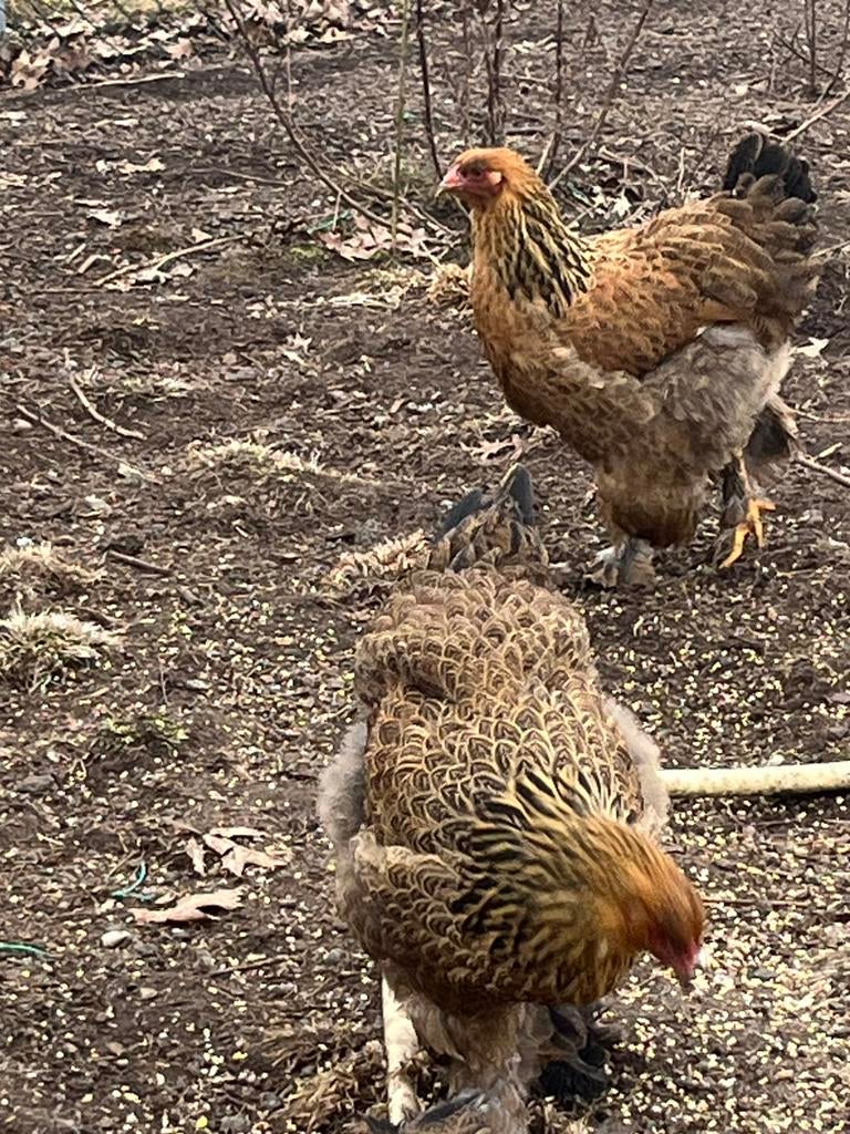 Jonge Brahma hennen, Dieren en Toebehoren, Pluimvee, Vrouwelijk, Kip