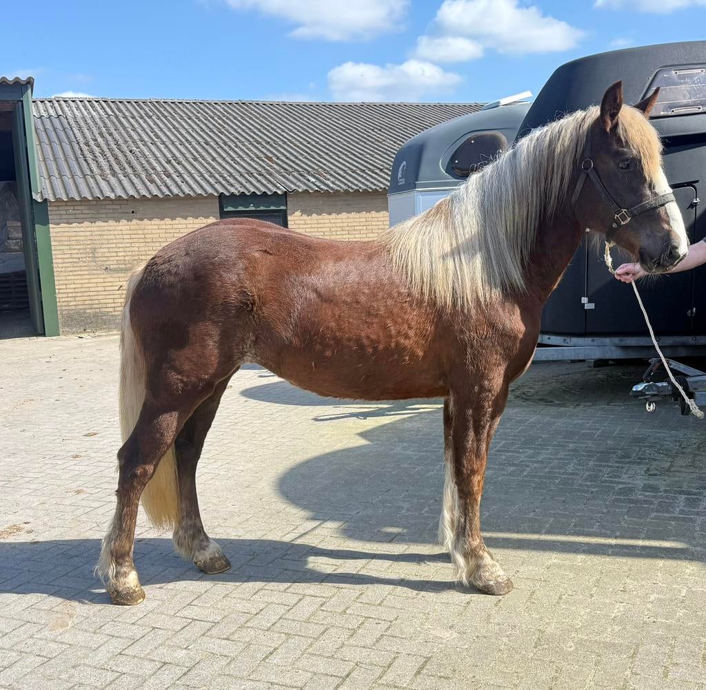Mooie Schwarzwalder fuchs merrie, Dieren en Toebehoren, Paarden, Merrie, Minder dan 160 cm, Met stamboom, 0 tot 2 jaar
