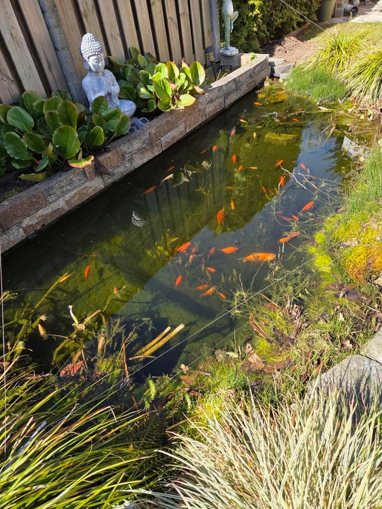 Gratis vissen, Tuin en Terras, Ophalen of Verzenden