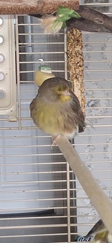 Koppel glosters 2023, Dieren en Toebehoren, Meerdere dieren, Postuurkanarie