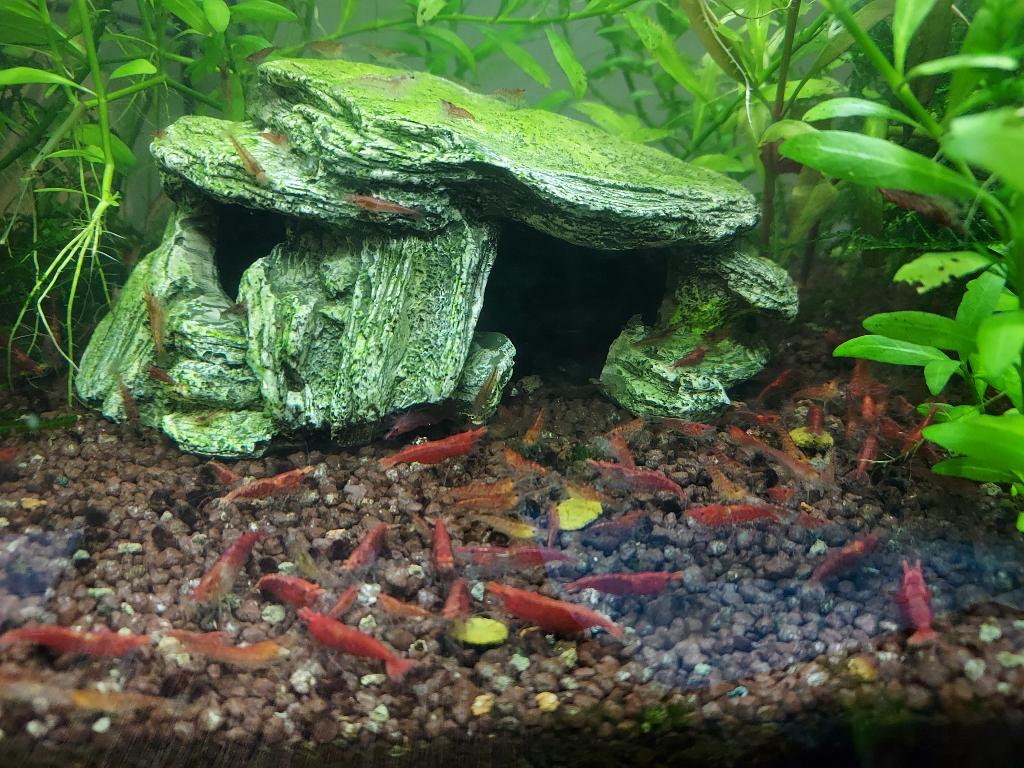 Rode garnalen, Dieren en Toebehoren, Vissen | Aquariumvissen, Kreeft, Krab of Garnaal, Zoetwatervis, Schoolvis