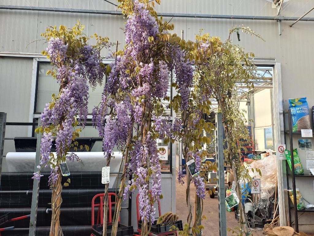 Blauwe regen 2 meter hoog €34,95, Ophalen, Overige soorten, Volle zon