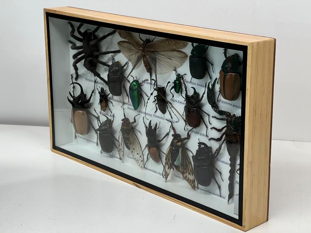 Echte opgezette insecten in lijst 36 x 20 x 3.5 cm, Verzamelen, Ophalen of Verzenden, Insect, Opgezet dier