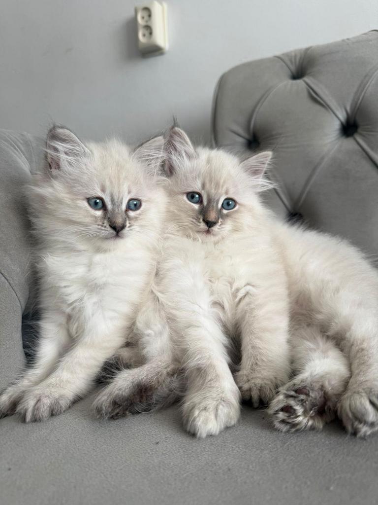 Siberische katten, Meerdere dieren, Gechipt, 0 tot 2 jaar