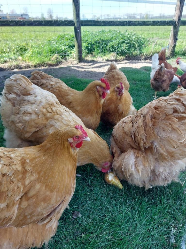 6 Orpington kippen 1 haan, Dieren en Toebehoren, Meerdere dieren, Kip