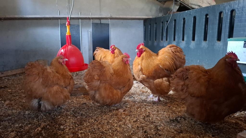 Broedeieren orpington groothoenders Buff, hoge bevruchting!, Dieren en Toebehoren, Pluimvee, Geslacht onbekend, Kip