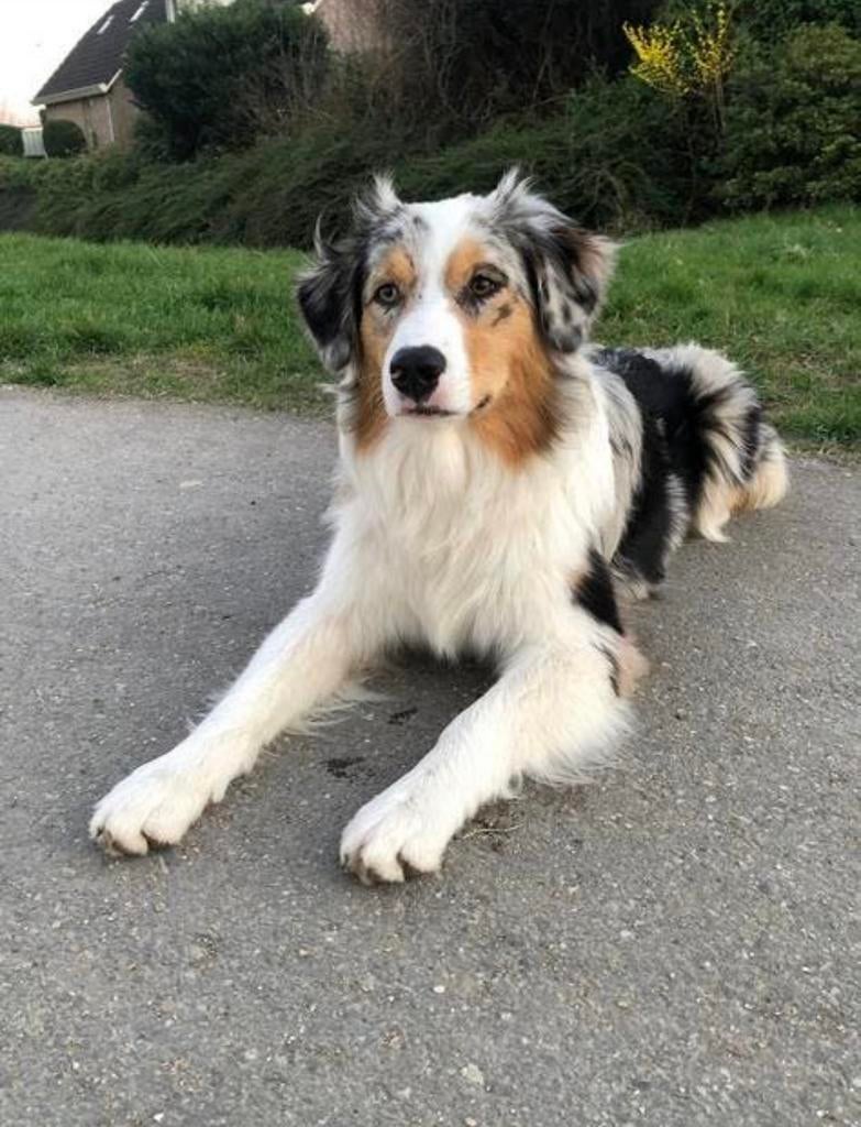 Australian puppy’s verwacht (eind april), 8 tot 15 weken, Parvo, Meerdere, Meerdere dieren