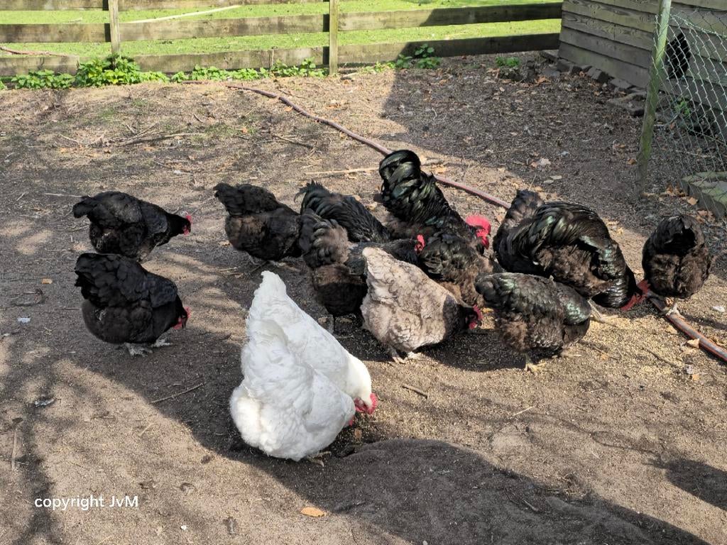 Broedeieren van de Jersey Giant., Dieren en Toebehoren, Pluimvee, Geslacht onbekend, Kip