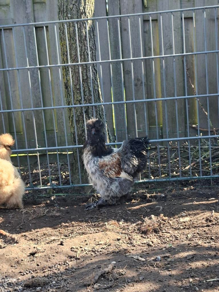 Gratis zijdehoen haan, Dieren en Toebehoren, Pluimvee, Mannelijk, Kip