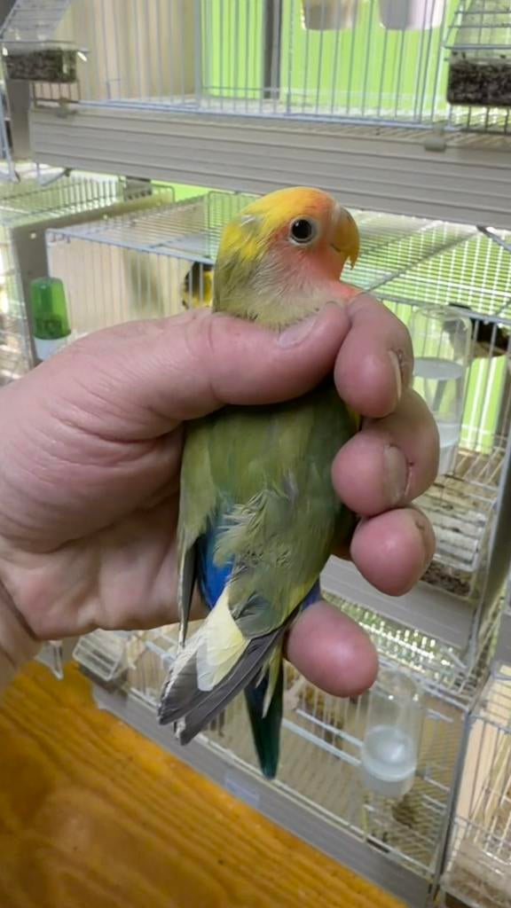 Jonge agapornis roseicollis 2026, Dieren en Toebehoren, Meerdere dieren, Dwergpapegaai of Agapornis, Geringd