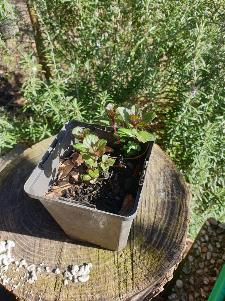 Chocolademunt plantje - Mentha x piperita 'Chocolate', Ophalen, Vaste plant, Halfschaduw, Kruiden