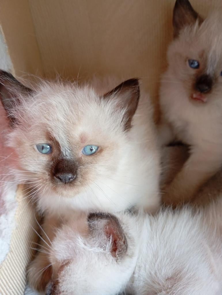Twee schattige Siamese kittens raszuiver katers, Dieren en Toebehoren, Katten en Kittens | Raskatten | Korthaar, Kater, Ontwormd
