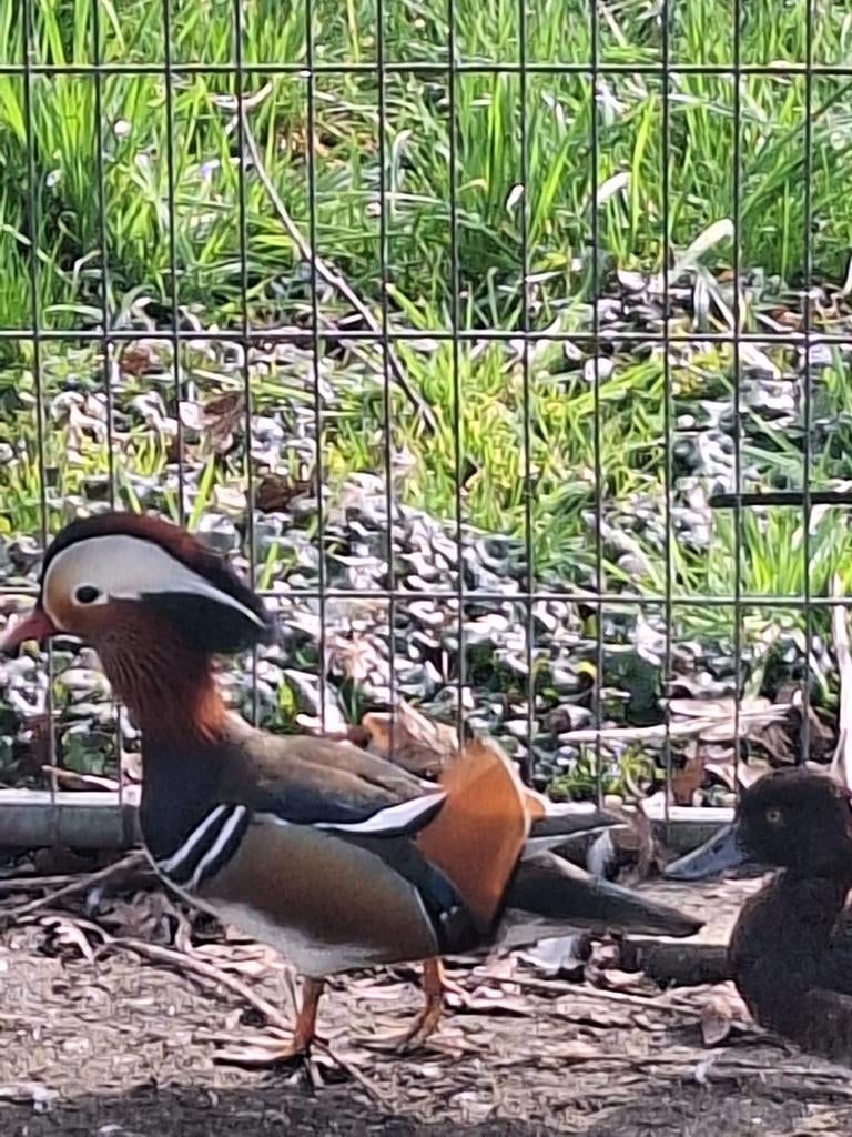 Mandarijneend man, Mannelijk, Eend