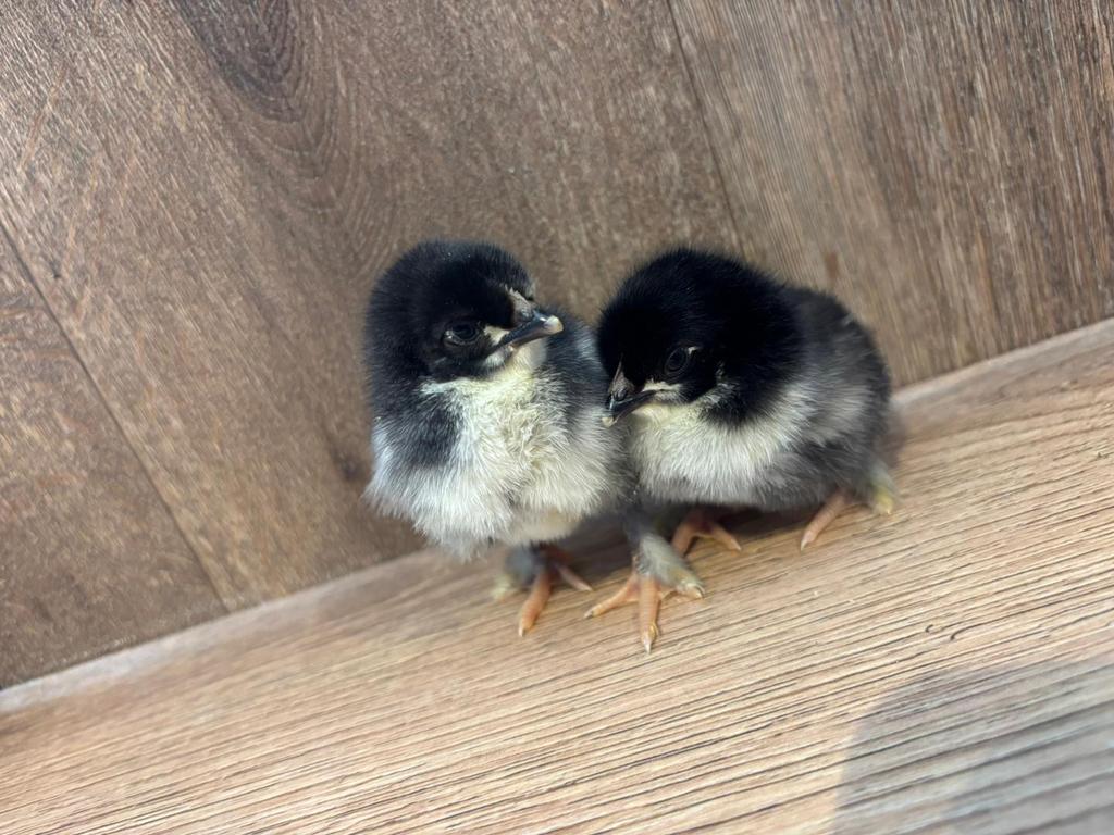Kuikens voor maar 3,50€ per stuk!, Dieren en Toebehoren, Pluimvee