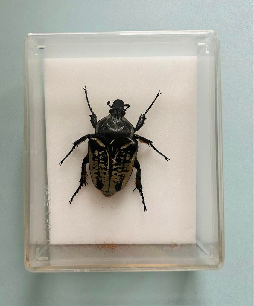 Kever Taxidermie, Verzamelen, Ophalen of Verzenden, Nieuw, Insect, Opgezet dier