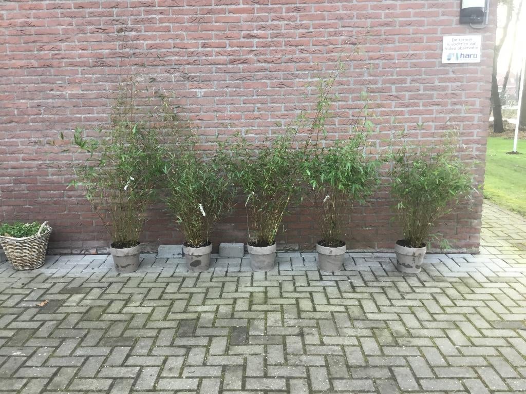 5 liter sierpotten met niet woekerende bamboe!!!, Vaste plant, Bloeit niet, Halfschaduw, Ophalen