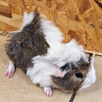 Cavia's te koop, December, Meerdere dieren, Cavia