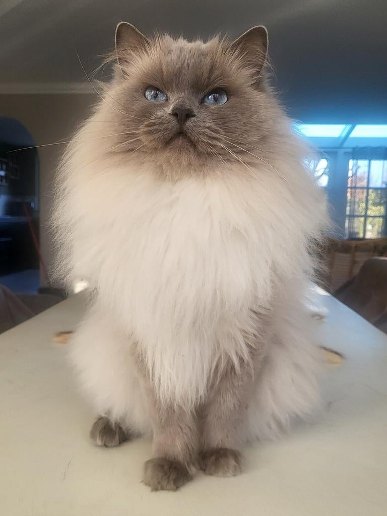 🥇 Ervaren Ragdoll Blue point dekkater met stamboom🥇, Dieren en Toebehoren, Katten en Kittens | Dekkaters