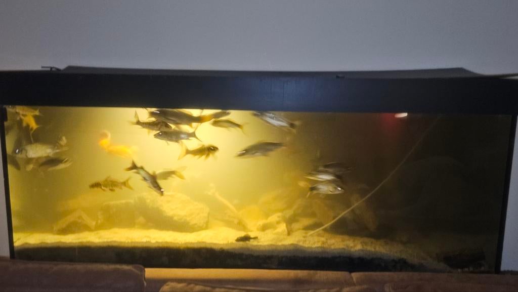 Aquarium met toebehoren  200X60x80, Ophalen, Gevuld zoetwateraquarium
