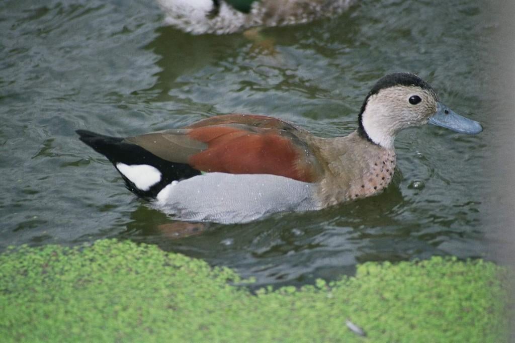 Roodschoudertaling | Siereenden | Broedkoppels, Dieren en Toebehoren, Pluimvee, Eend, Meerdere dieren