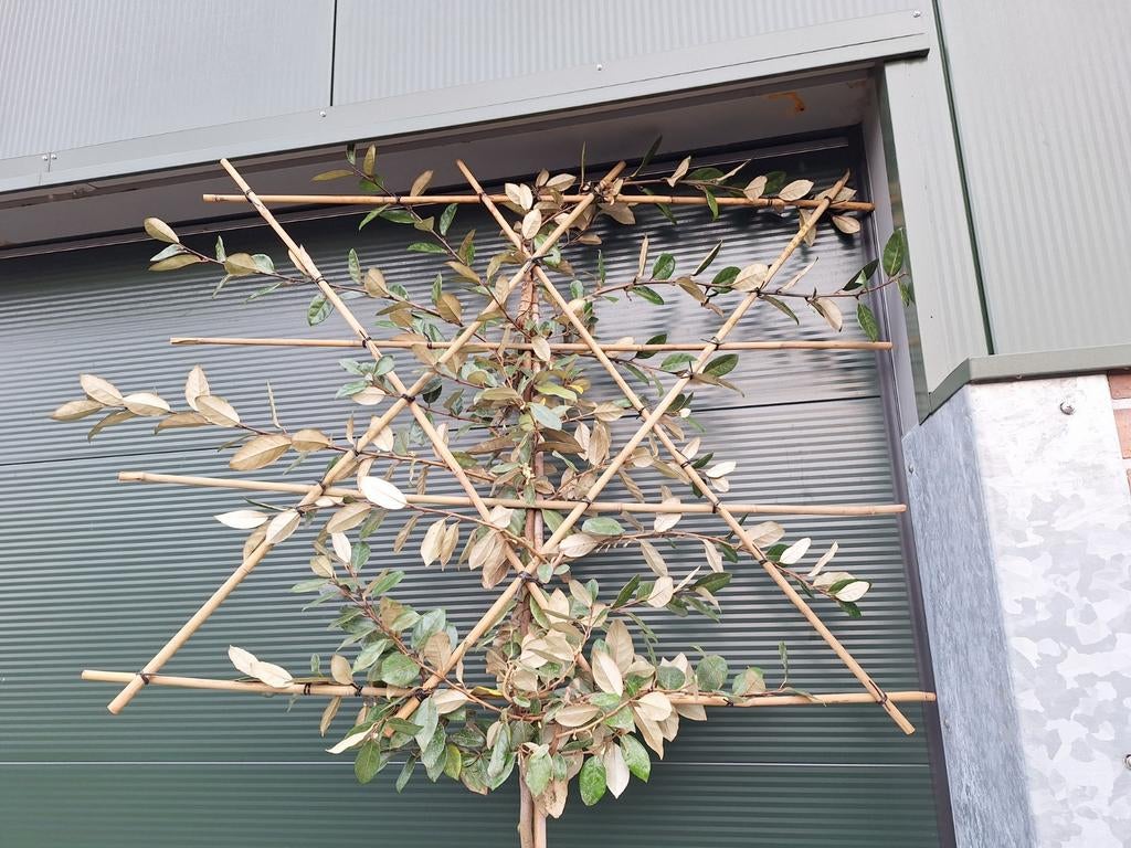 Leibomen: Wintergroene / bladhoudende leiboom, Tuin en Terras, Planten | Bomen, 100 tot 250 cm, Halfschaduw, In pot, Ophalen