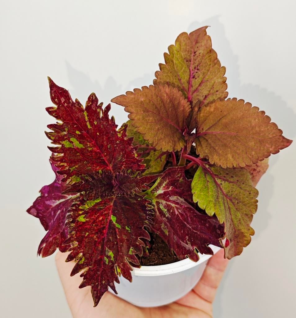 Zeldzame coleus siernetel, Ophalen, Halfschaduw, Minder dan 100 cm