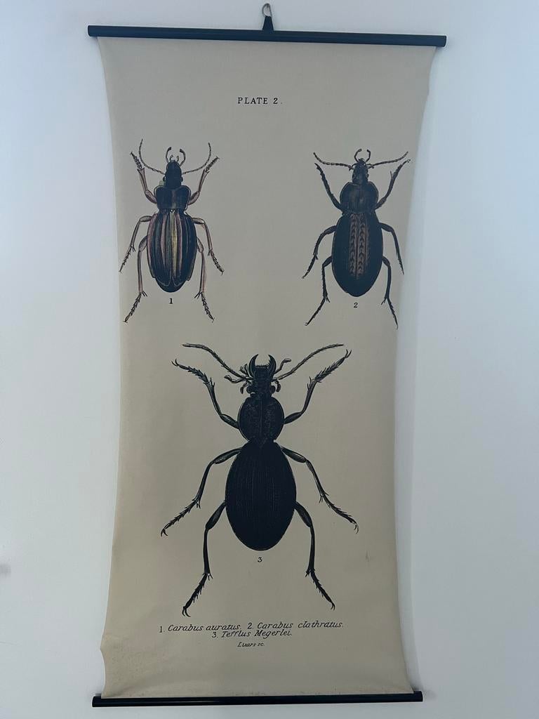 Vintage Schoolplaat - Insecten, Ophalen of Verzenden, Natuur en Biologie