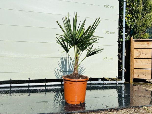 Palmboom - Trachycarpus Fortunei - stamhoogte 20 cm, Ophalen of Verzenden, 100 tot 250 cm, Zomer, Palmboom